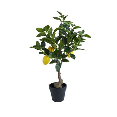 Rogue Lemon Tree - 60x42x38cm